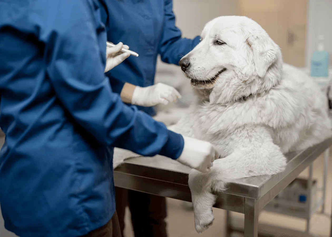 Muayene masasında beyaz bir köpeğin patisini saran veteriner hekim
